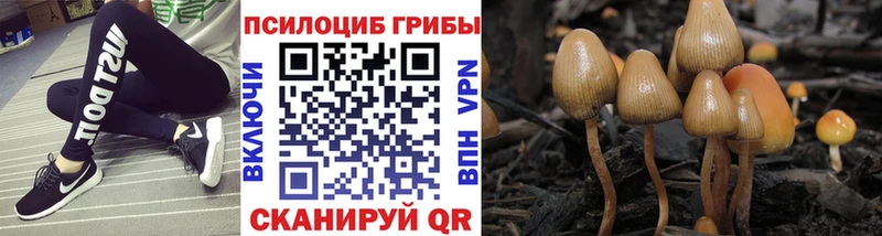 Купить где  Гусев  Псилоцибиновые грибы Psilocybe 
